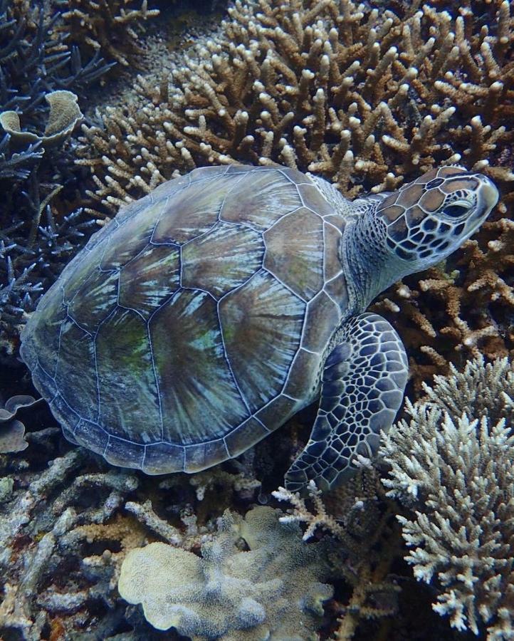 Deepsky Villa Karimunjawa Exteriér fotografie
