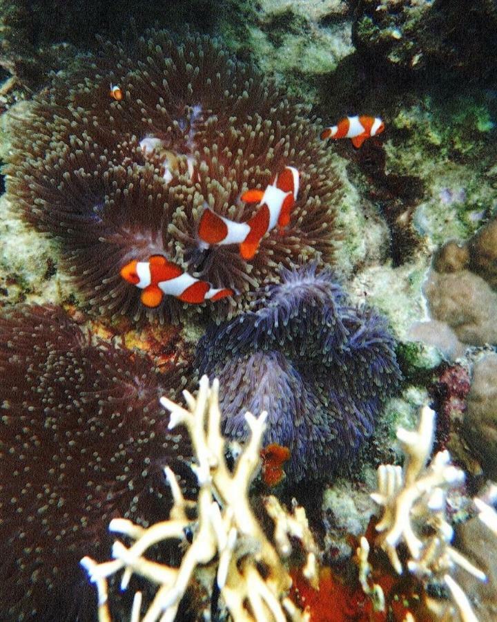 Deepsky Villa Karimunjawa Exteriér fotografie